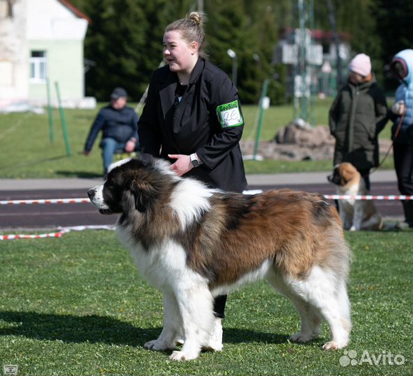Щенки московской сторожевой