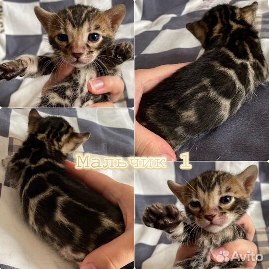 Бенгальские золотые котята с родословной