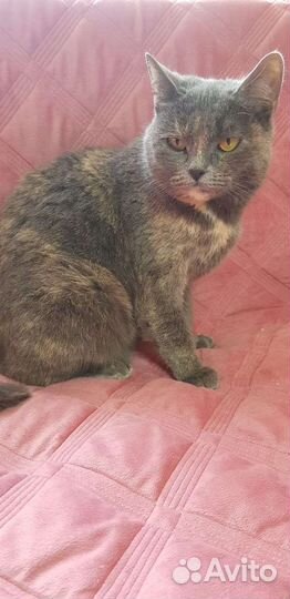 Кошки в добрые руки