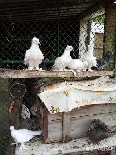 Голуби кучерявые