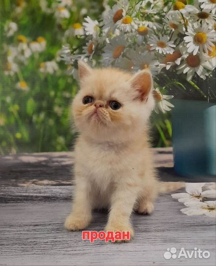 Экзотическая девочка