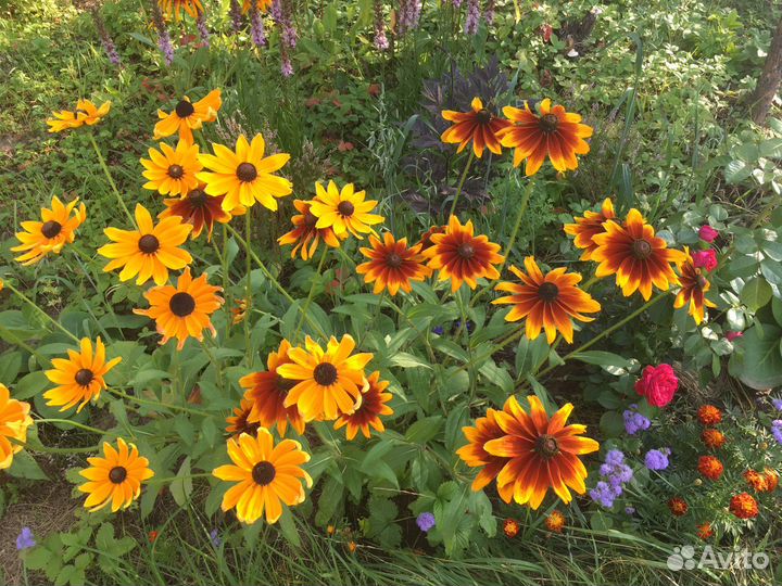 Многолетние садовые цветы