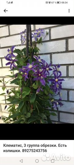 Саженцы клематиса 3 группы