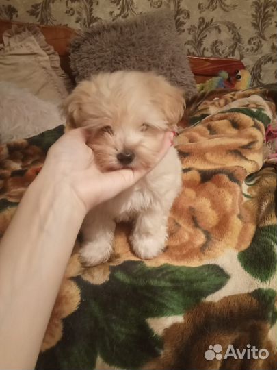 Щенок девочка помесь болонки и карликового пинчера