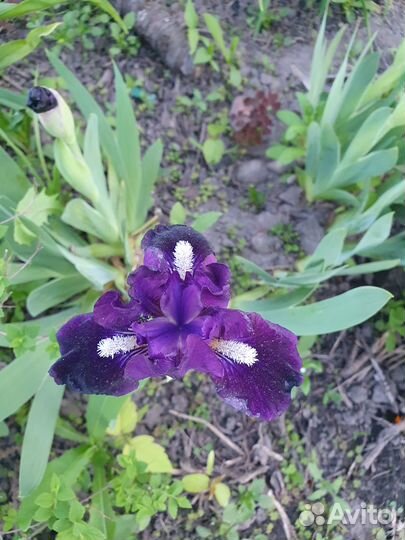 Ирисы карликовые и бородатые