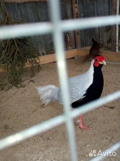 Инкубационное яйцо фазана