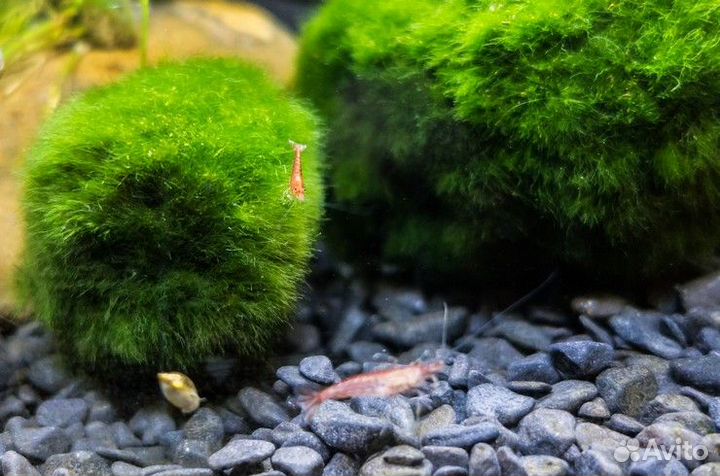 Кладофора, маримо, мох шар