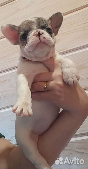 Французский бульдог