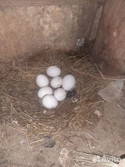 Куры несушки ломан white