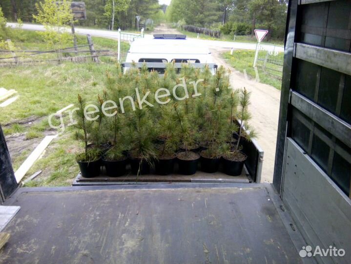 Кедр Сибирский 40-60см Экстра