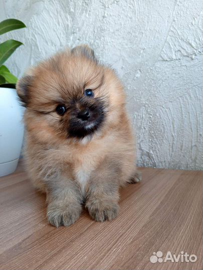 Шпицы- щенки(миниатюрные)