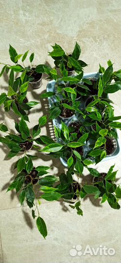 Фикус Бенджамина