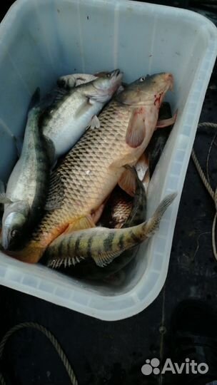 Рыбалка И отдых В селе зеленга, астрахань