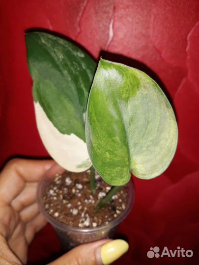 Сциндапсус Жаде Сатин Альбо Марбл Квин, Марбл Эппл