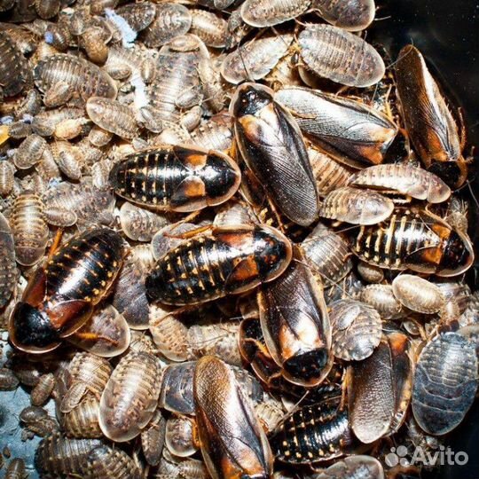 Blaptica dubia (блаптика дубия)