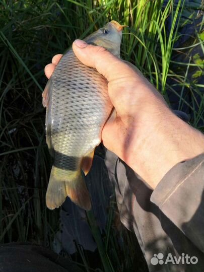 Малёк карпа, сазан,линь,амур
