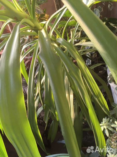 Пальма юкка