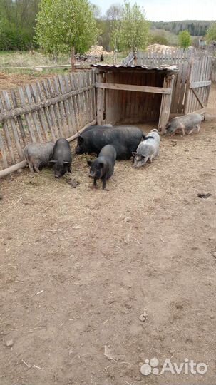 Вьетнамск вислобрюхий поросенок