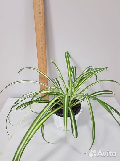 Хлорофитумы