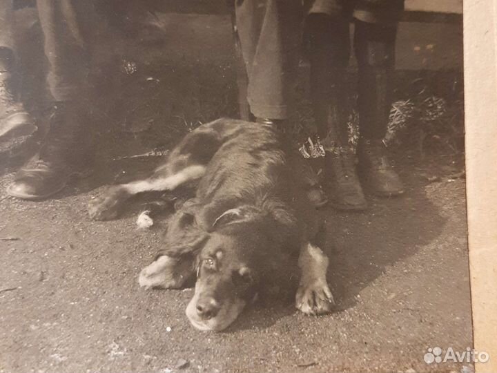 Фото /человек,собаке друг/ 1920-30 годы СССР