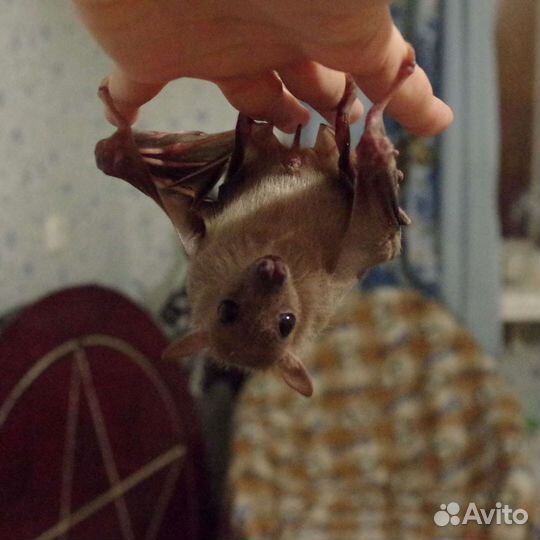 Домашняя передержка животных, зооняня