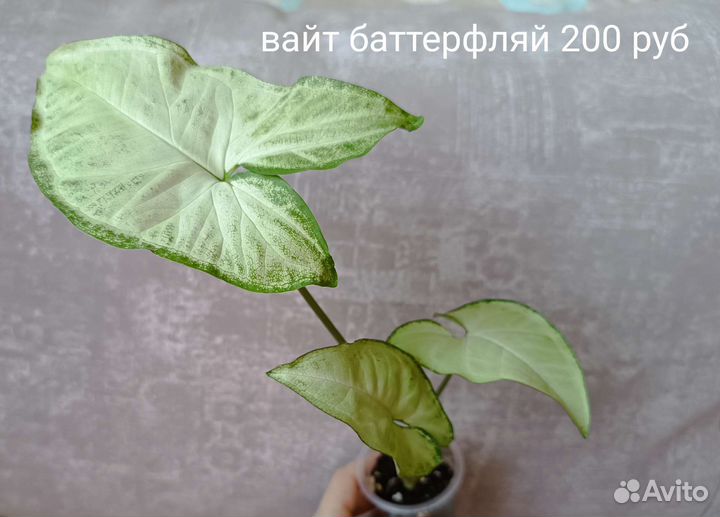 Сингониумы и другие