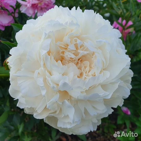 Пионы сортовые соланж