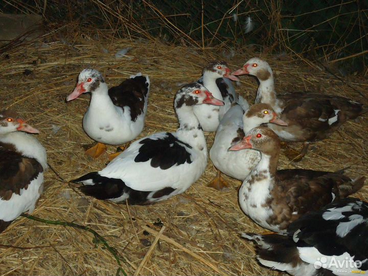 Мясо гусей и индоуток