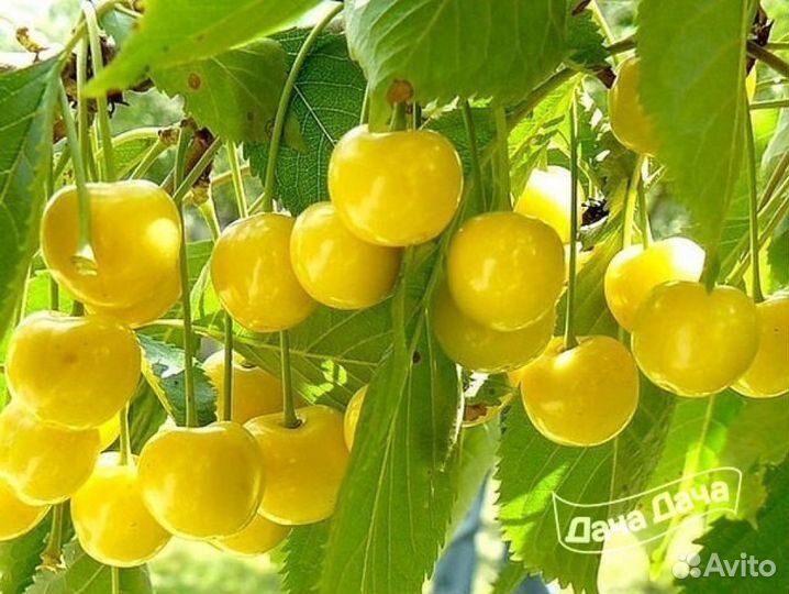 Саженцы черешня