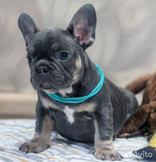 Французский бульдог, голубой шедевр