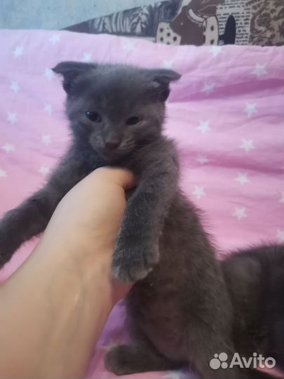 Отдам котят в добрые руки