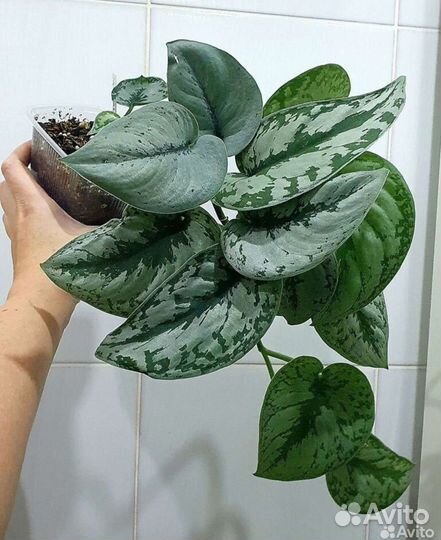 Сциндапсусы сортовые