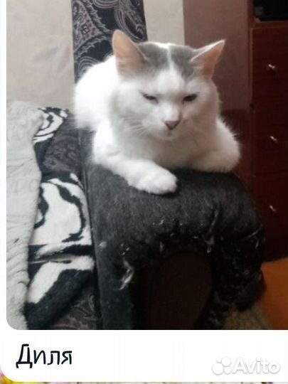 Котята отдам в добрые руки бесплатно