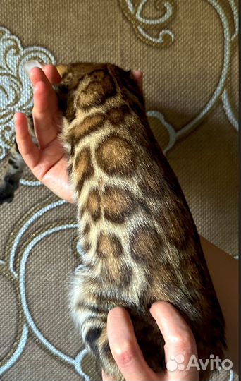Бенгальские котята