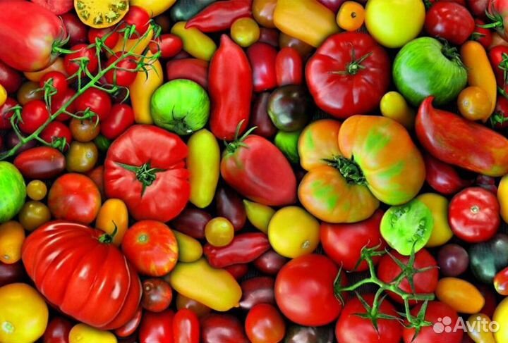 Семена редких коллекционных томатов