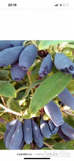 Жимолость саженцы