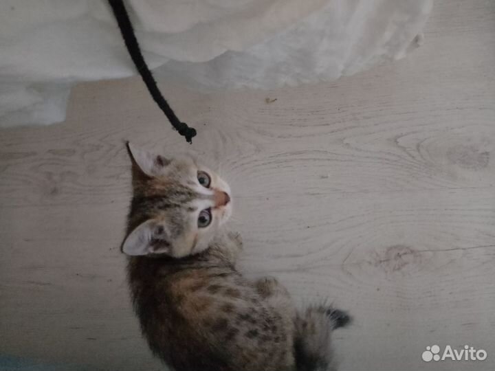 Котёнок шотландский скоттиш-страйт