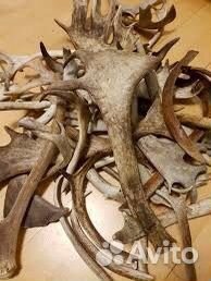 Рога лось олень