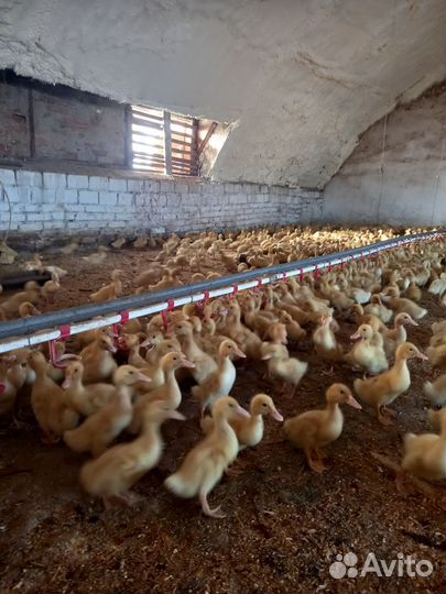 Утята подрощенные