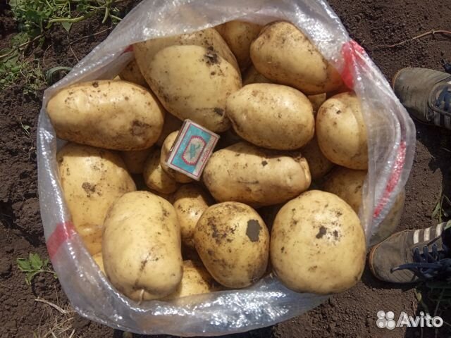 Картофель едовой