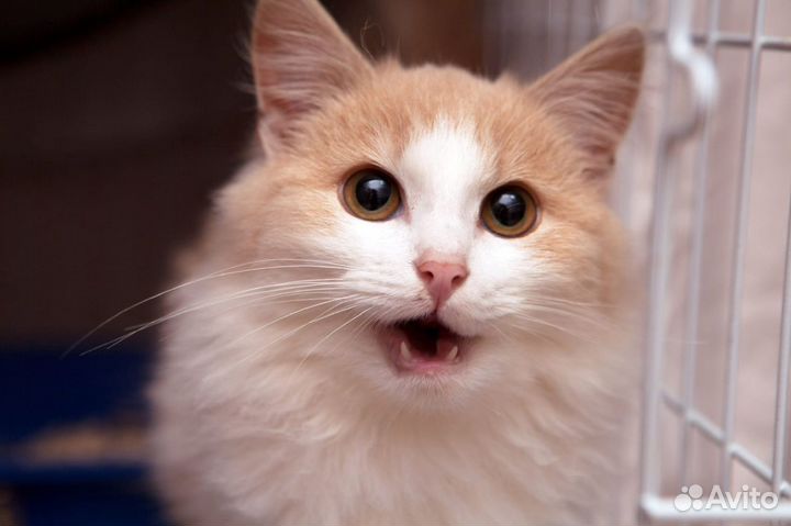 Фанта - девочка очаровашка ищет дом