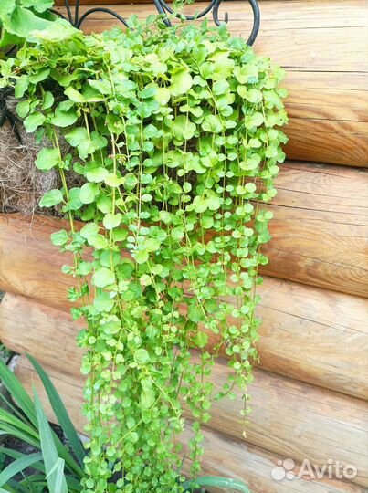 Лизимахия / вербейник монетчатый