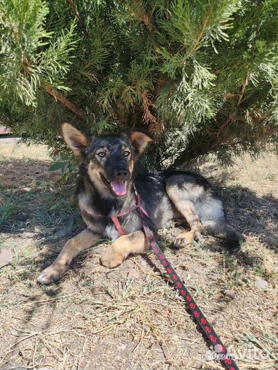 Собака в добрые руки