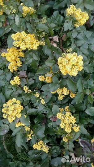 Миндаль, магония, туя