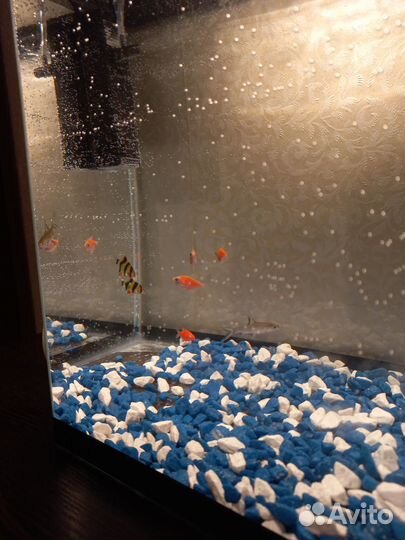 Аквариум 50 литров