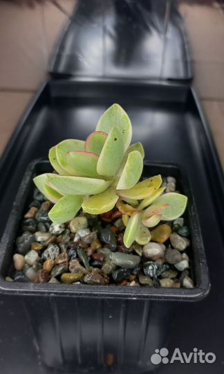 Крассулы / Суккуленты