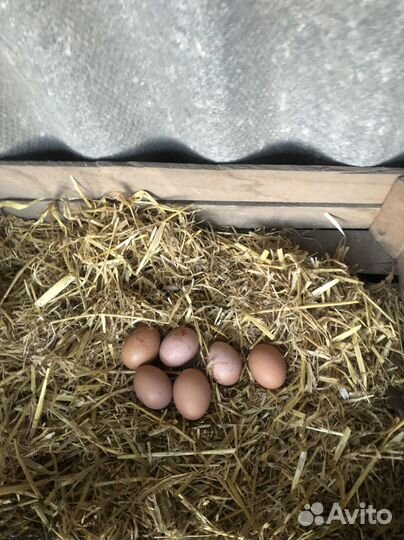 Домашние куриные яйца