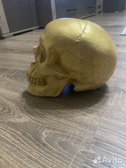 Череп из гипса
