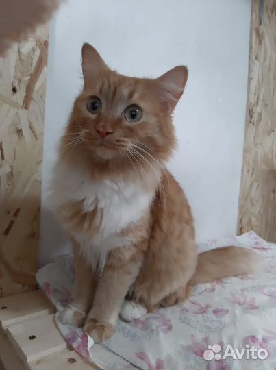 Кошечка Персея