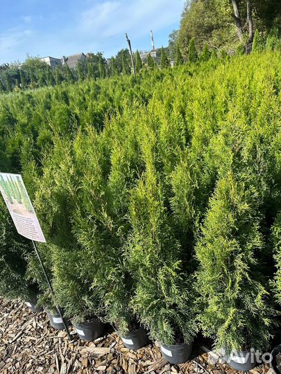 Туя смарагд